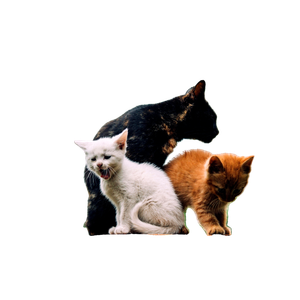 Three Cats, Including Two Kittens, Perched On A Stump In A Picturesque Garden Setting. 18887 - Cat PNG image with transparent background